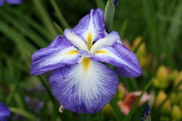 Iris Ensata Gusto