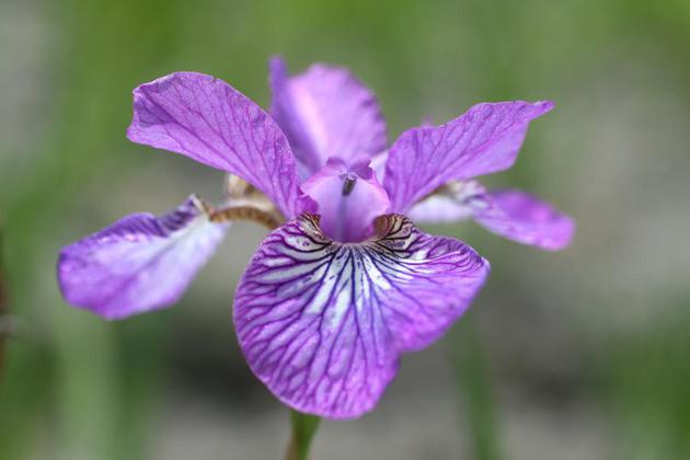 Iris Sibirica Sparkling Rose