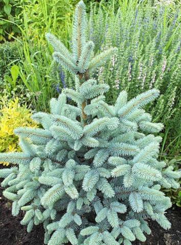 Picea Pungens Blue Mountain