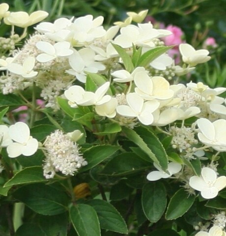 Hydrangea Paniculata Prim White