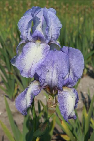 Iris germanica Blue Shimmer