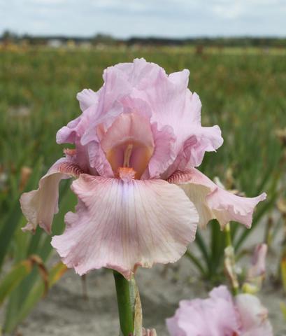 Iris germanica Blushing Pink