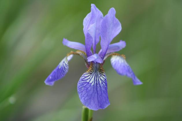 Iris sibirica Blue King