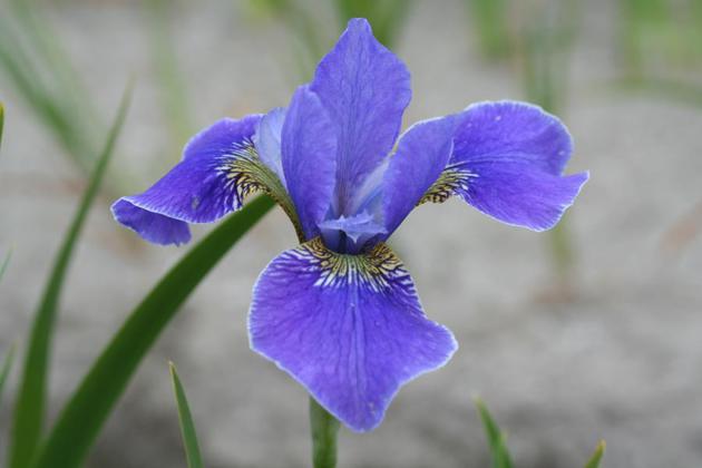 Iris sibirica Silver Edge