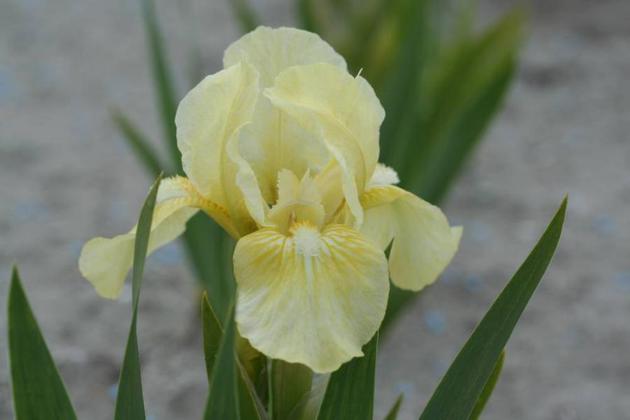 Iris pumila Beryl Green