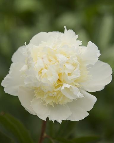 Пион лаура фото и описание Paeonia Laura Dessert