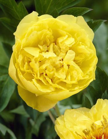 Paeonia Yellow Crown