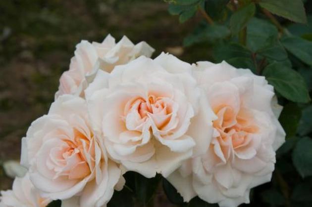 Роза флорибунда кристалл палас фото и описание