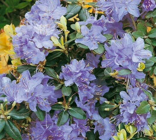 Rhododendron Blue Diamond