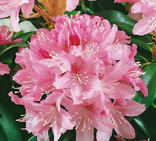 Rhododendron Cheer